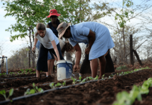 Volunteers and community helping weed vegetable garden