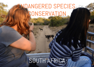 Endangered Wildlife Conservation in South Africa
