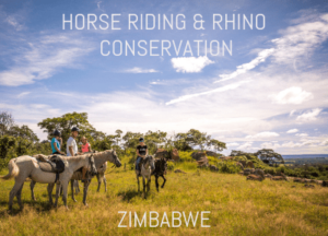 Horse riding and rhino conservation programme in Zimbabwe