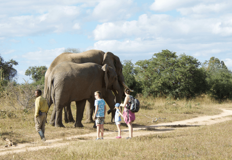 family volunteers with elephants