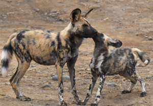 Two wild dogs