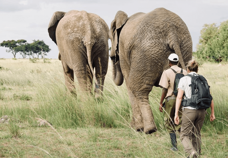 elephants-volunteer