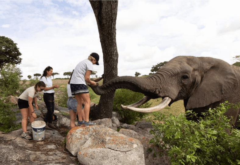 feeding-elephant