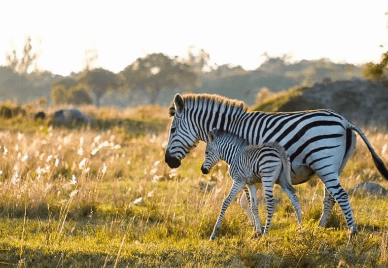 zebra-imire