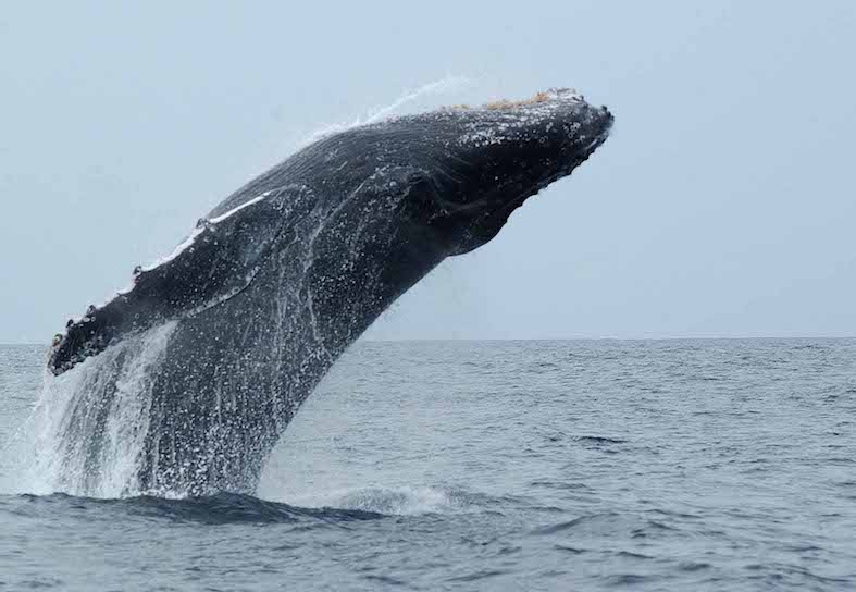 1_Humpback-Whale-Photo_Ken-Findlay
