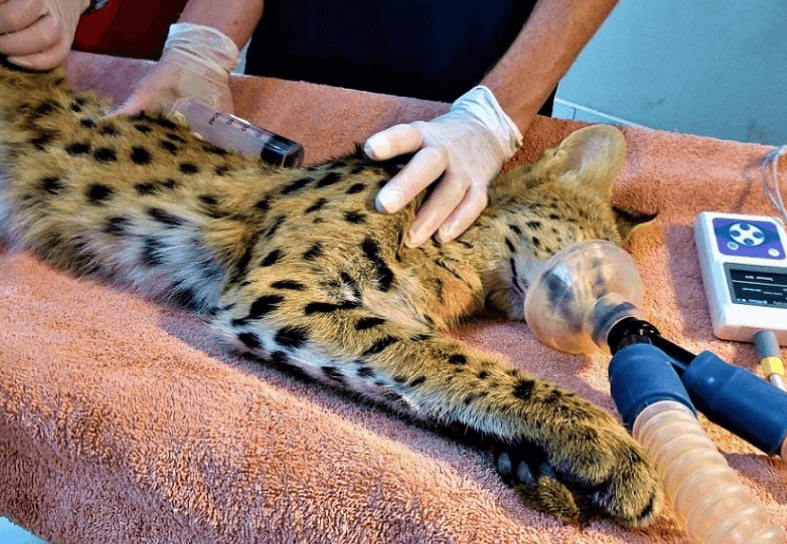 Veterinary-intern-serval