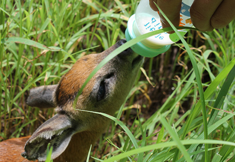 antelope-feeding-malawi