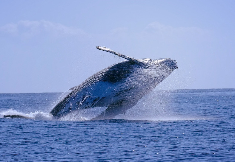 humpback whale breach moz