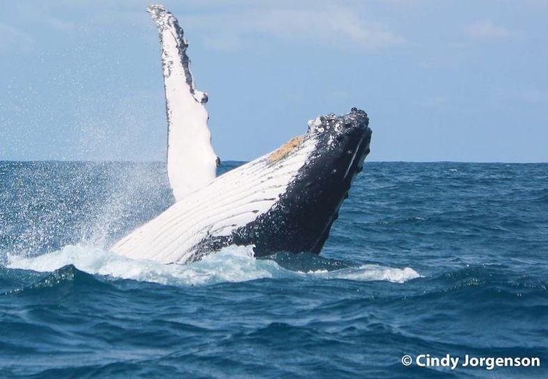 humpback-whale-breach