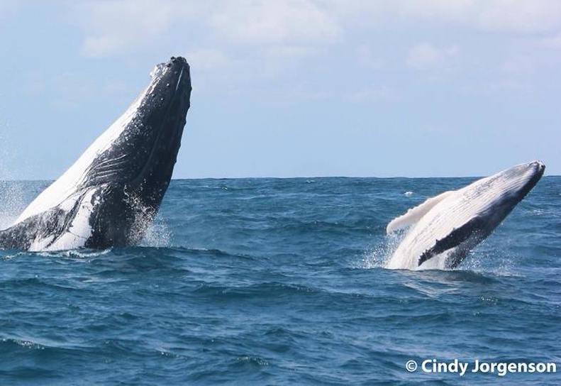 humpback-whale-double-breach