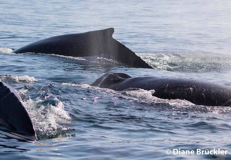 humpback-whales