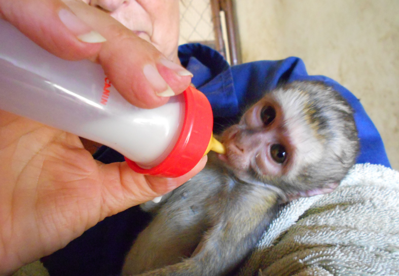 sanctuary volunteer feeding monkey