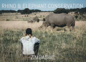 Rhino and elephant volunteer programme in Zimbabwe
