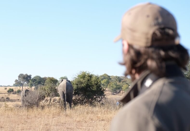 Volunteer watching elephants in the distance