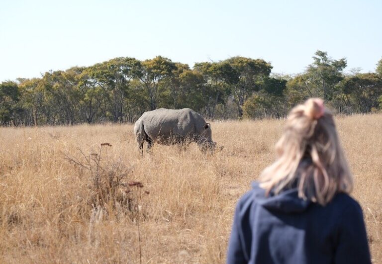 Girl monitoring white rhinos on wildlife course in Africa