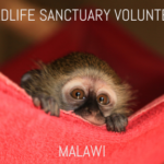 malawi-wildlife-sanctuary