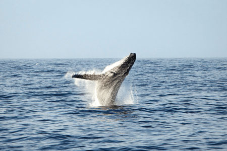 Humpback Whale Research Programme