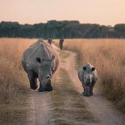 Our projects - rhino conservation