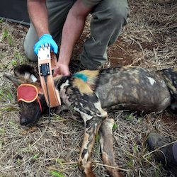 Our projects - wild dog research