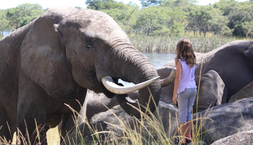 child volunteering with elephants
