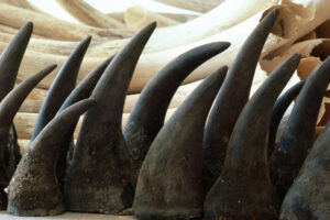 pile of rhino horn