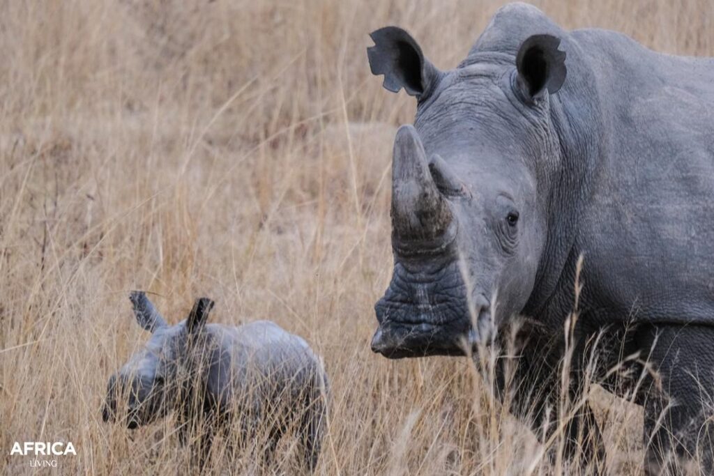 White rhino baby and mother