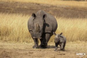 Baby white rhino and mother