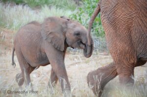 Desert elephant baby in Namibia