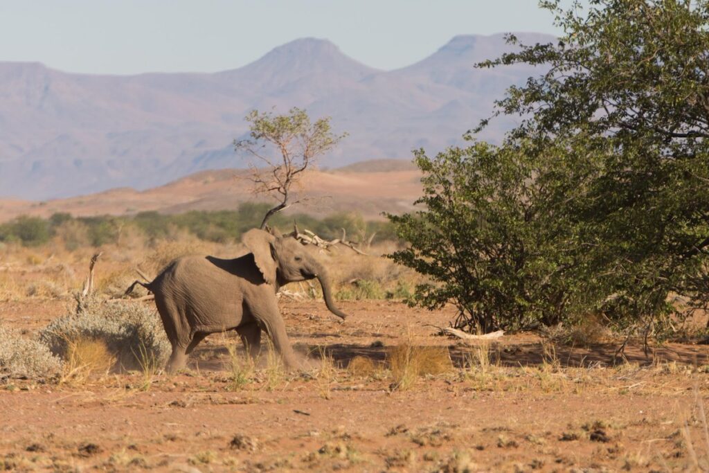 baby elephant in Namibia