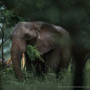 African elephant in woodland