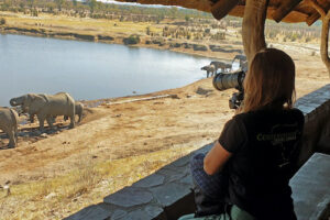 Volunteer taking photos of elephants