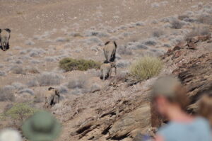 Tracking elephants in Namibia