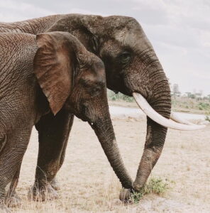Two elephants in Zimbabwe