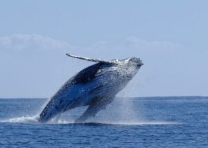Humpback Whale breaching in Mozambique