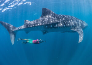 Diver alongside whale shark in Mozambique