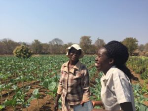 Local farmers in Zimbabwe