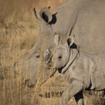 White rhino and baby in South Africa