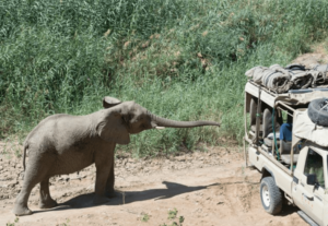 truck and elephants play