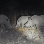 White rhinos at nightfall