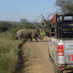White rhino crossing the road