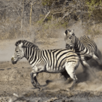 Image of zebra in habitats