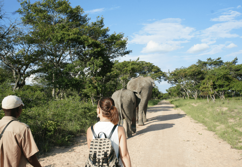 Volunteer with elephants in Zimbabwe