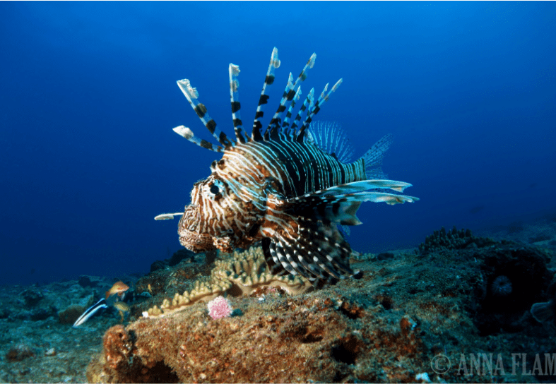 lionfish in Mozambique