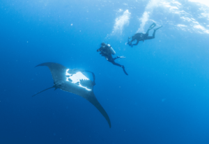 Volunteers scuba diving alongside giant manta ray