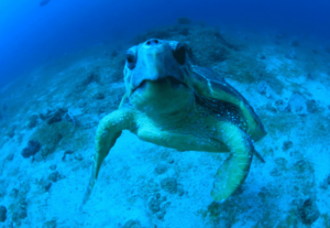 Sea turtle looking directly at camera