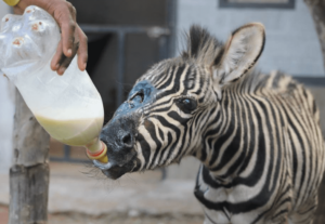 VOlunteer bottle feeding zebra