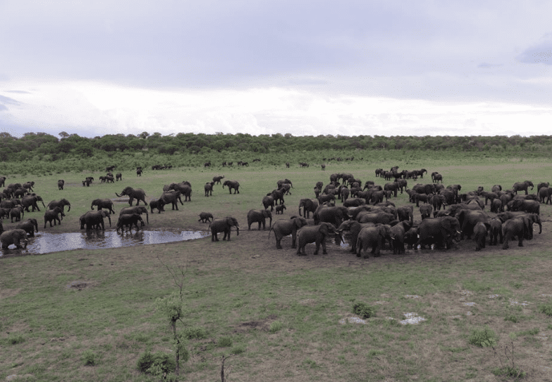 Hwange elephants Zimbabwe
