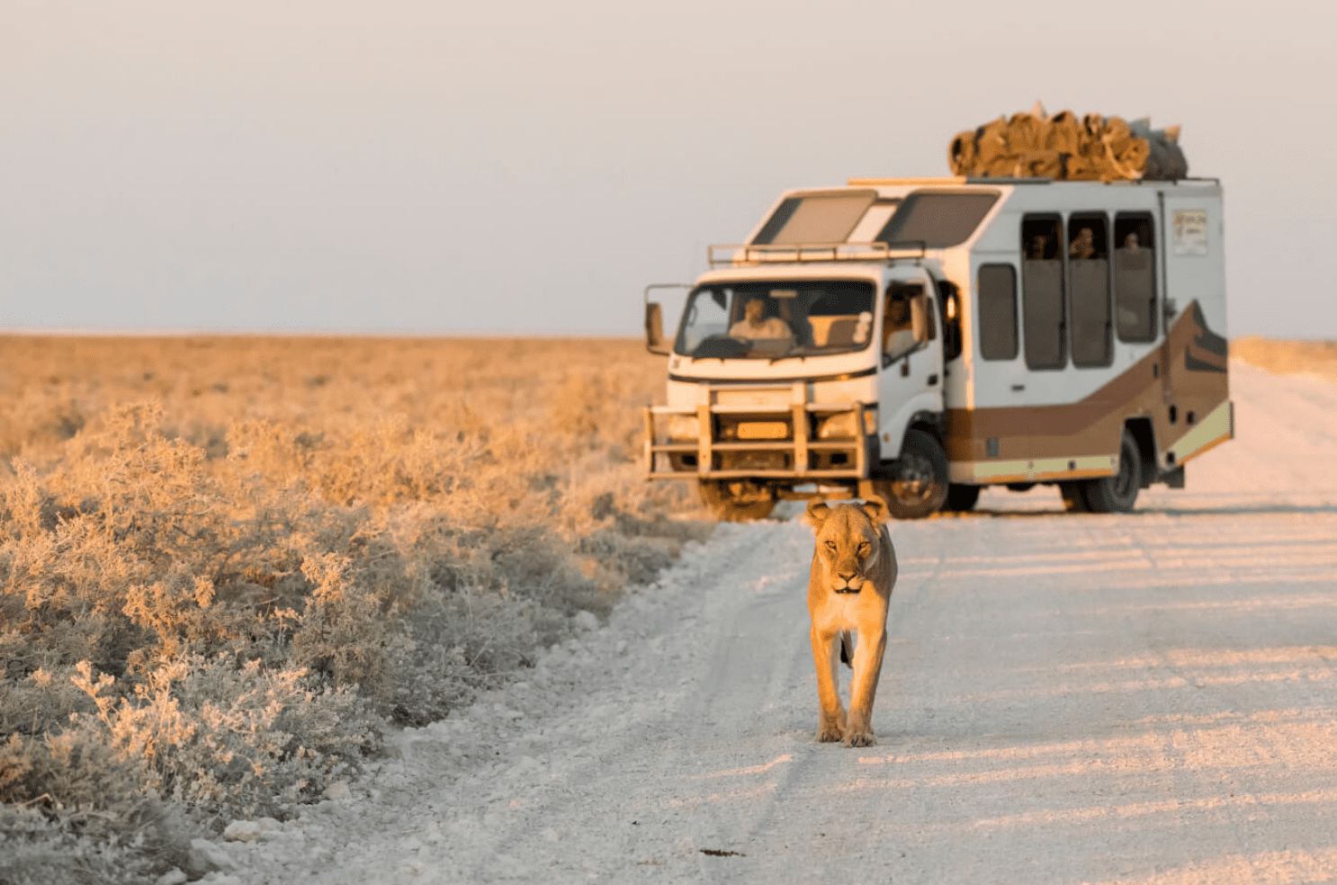 Lion on the road and safari vehicle