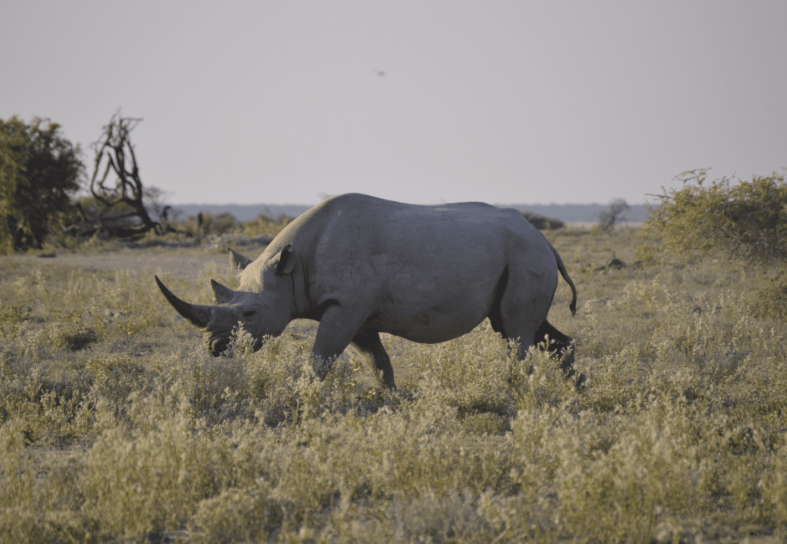 Rhino in Etosha National Park Namibia