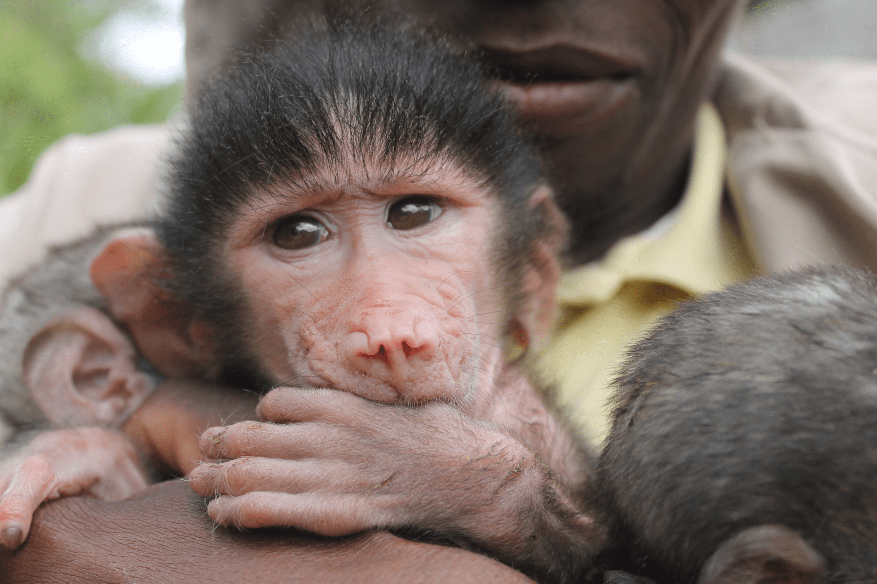 Primate Conservation Zimbabwe Wildlife Sanctuary Volunteer